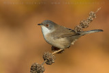 Sardinian Warbler (Occhiocotto)