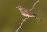 Garden Warbler (Sylvia borin)