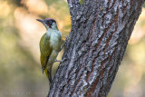 Green Woodpecker (Picchio verde)