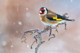 Goldfinch (Cardellino)