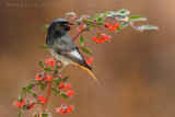 Black Redstart (Phoenicurus ochruros gibraltariensis)