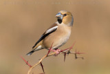 Hawfinch (Coccothraustes coccothraustes)