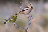 Hawfinch (Coccothraustes coccothraustes)