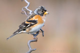 Brambling (Fringilla montifringilla)