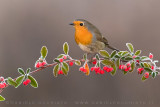 European Robin (Pettirosso)