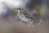 Water Pipit (Spioncello)