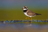 Ringed Plover (Corriere grosso)