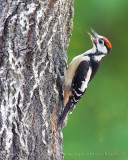 Great Spotted Woodpecker (Dendrocopos major)