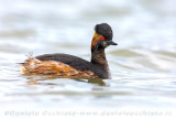 Black-necked Grebe (Podiceps nigricollis)