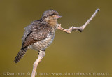 Eurasian Wryneck (Jynx torquilla)