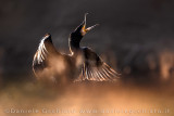 Great Cormorant (Phalacrocorax carbo sinensis)