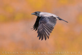 Hooded Crow (Corvus cornix)