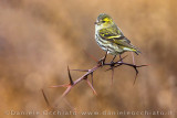 Eurasian Siskin (Spinus spinus)