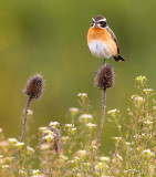 Whinchat (Saxicola rubetra)