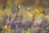 Whinchat (Saxicola rubetra)