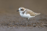 Kentish Plover (Charadrius alexandrinus)