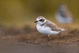 Kentish Plover (Charadrius alexandrinus)