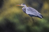 Great Blue Heron (Ardea herodias)