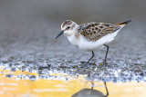 Little Stint (Gambecchio)