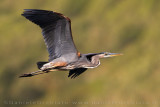 Great Blue Heron (Ardea herodias)