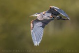 Great Blue Heron (Ardea herodias)