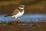 Ringed Plover (Corriere grosso)