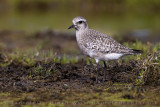 Grey Plover (Pluvialis squatarola)