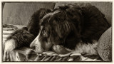 Lucy As I Grow (Bernese Mountain Dog)