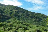 Hillside on Amami Island with a lot of Amami Cycad plants