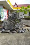 Tree growing out of lava rock at Sochu Brewery Store