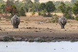 Black Rhinos coming to watering hole is our first sighting of one of the Big Five