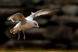 Gulls of Port Huron
