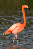American Flamingo - (Phoenicopterus ruber)