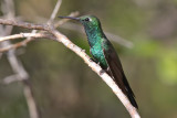 Cuban Emerald - (Chlorostilbon ricordii)