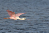 Roseate Spoonbill - (Platalea ajaja)