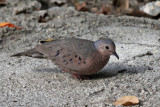 Common Ground-dove - (Colombina Passerina)