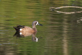 Blue-winged Teal - (Anas discors)