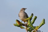 Bahama Mockingbird - (Mimus gundlachii)