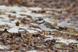 Semipalmated Plover - (Charadrius semipalmatus)