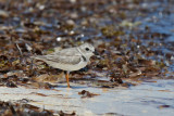 Piping Plover - (Charadrius melodus)