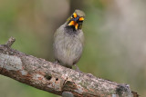 Yellow-faced Grassquit - (Tiaris olivaceus)
