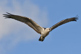 Osprey - (Pandion haliaetus ridgwayi)