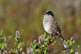 Golden-crowned Sparrow - (Zonotrichia atricapilla)