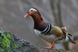 Mandarinand - Mandarin Duck - (Aix galericulata)