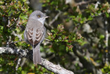 Hksngare - Barred Warbler - (Curruca nisoria)