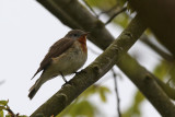 Mindre flugsnappare - Red-breasted Flycatcher - (Ficedula parva)