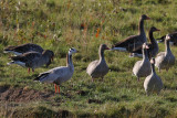 Stripgs - Bar-headed Goose - (Anser indicus)