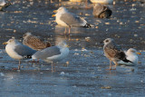 Medelhavstrut - Yellow-legged Gull - (Larus michahellis)