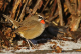 Rubinnktergal - Siberian Rubythroat - (Calliope calliope)