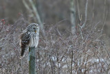 Slaguggla - Ural Owl - (Strix Uralensis)